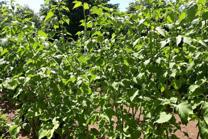 potager_tomates_consoude
