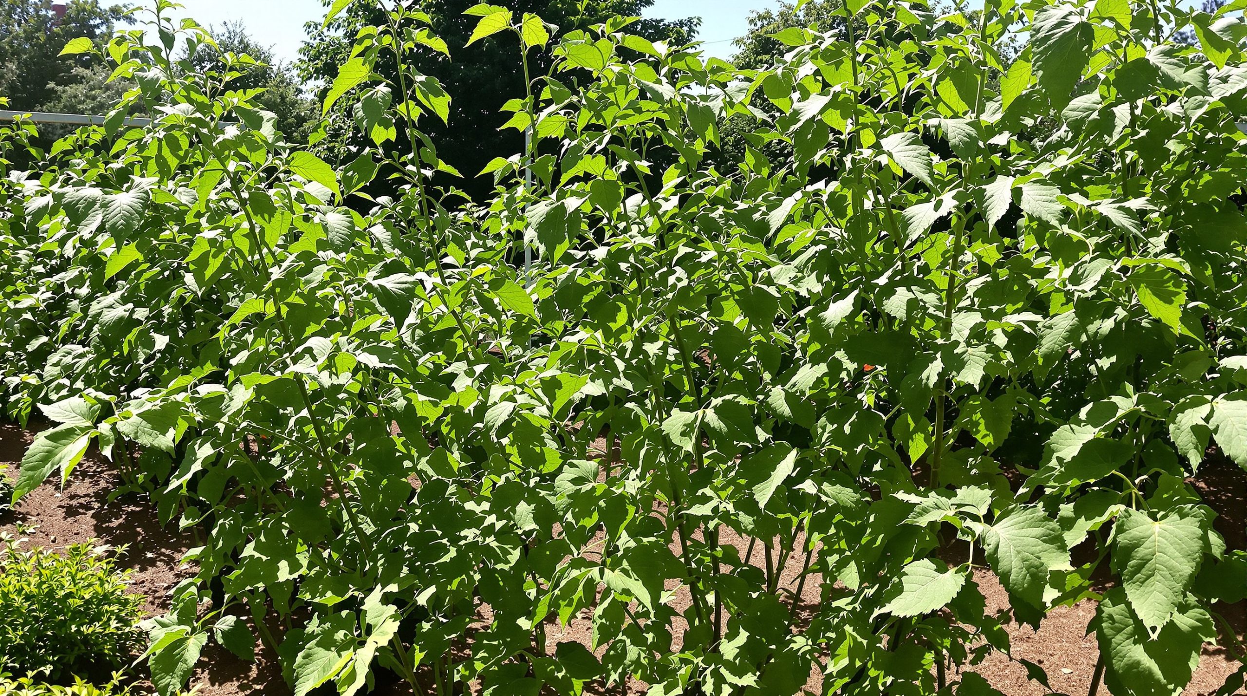 potager_tomates_consoude
