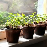 pots-biodegradables-jeunes-pousses-fenetre-lumineuse