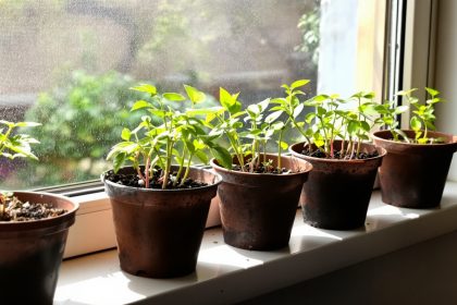 pots-biodegradables-jeunes-pousses-fenetre-lumineuse