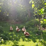 Poules_Verger_Écosystème