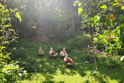 Poules_Verger_Écosystème