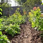 prevention_jardin_tomates
