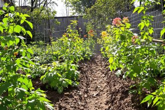 prevention_jardin_tomates