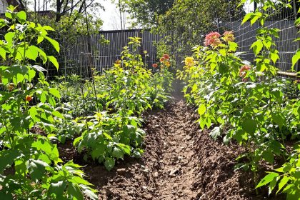 prevention_jardin_tomates