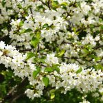 Prunier_fleuri_printemps
