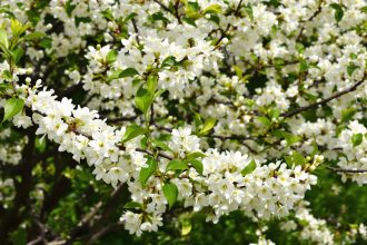 Prunier_fleuri_printemps