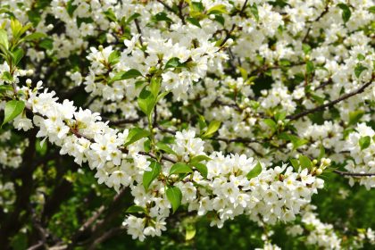 Prunier_fleuri_printemps