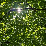 sous-bois_ail_des_ours