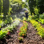 vivace_jardin_potager