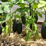 Aubergines_Soleil_Potager