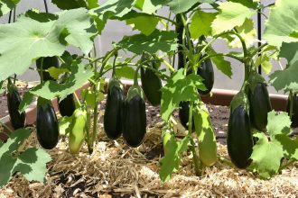 Aubergines_Soleil_Potager