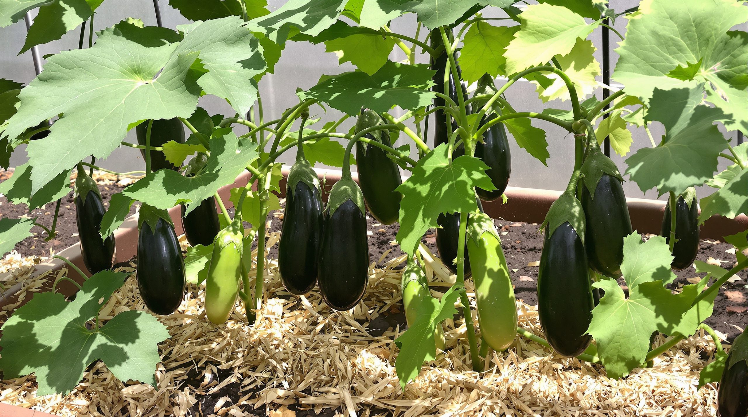 Aubergines_Soleil_Potager