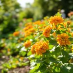 capucine_potager_ensoleille