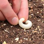 CompostLarveObservation