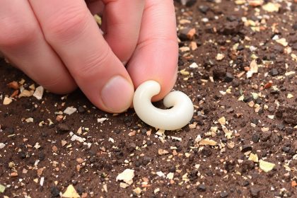 CompostLarveObservation