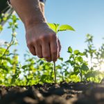 culture-potager-consoude-tomates