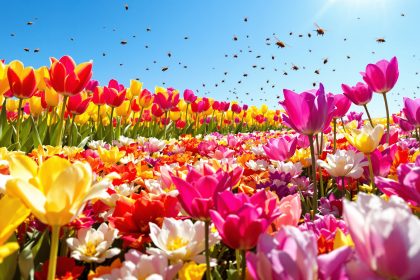fleur_champ_insectes