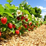 fraisiers_jardin_potager