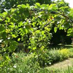 FramboisiersJardinArc