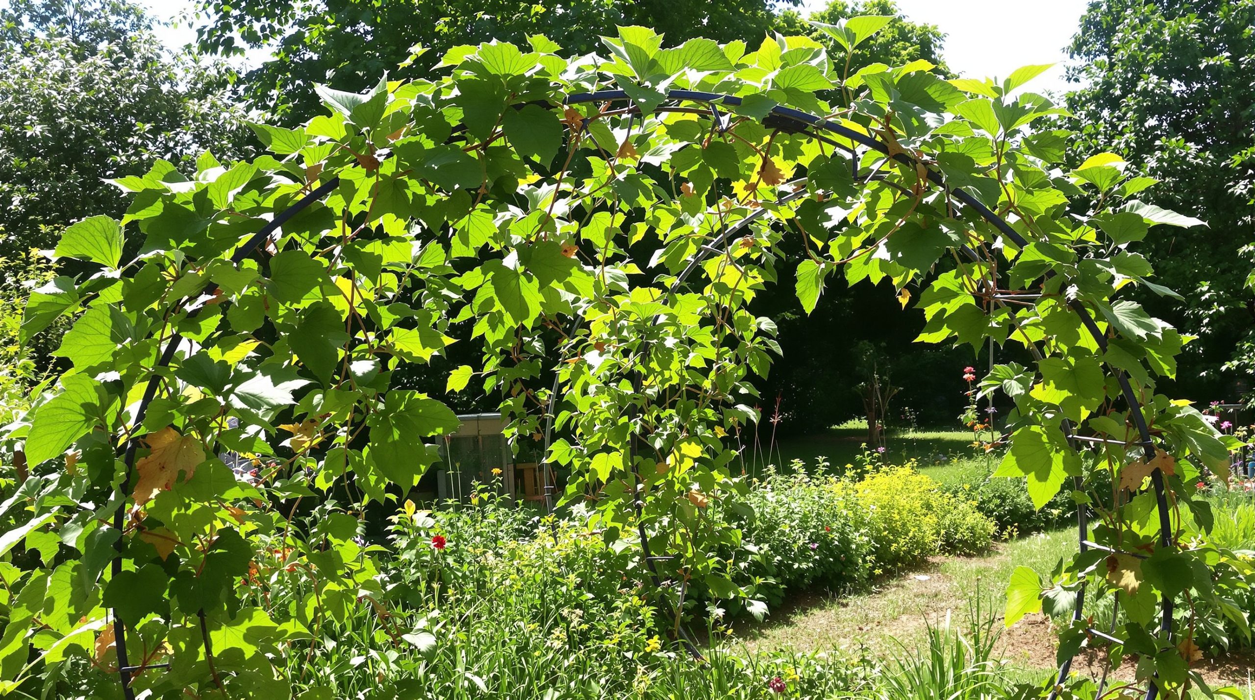 FramboisiersJardinArc