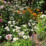 Jardin_biodiversité_équilibre