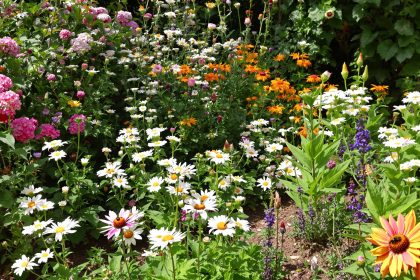 Jardin_biodiversité_équilibre