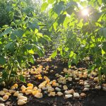 jardin_coquilles_protection