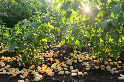 jardin_coquilles_protection