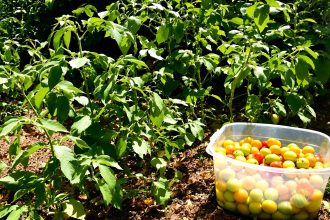 Jardin_fermentation_ortie