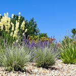 Jardin_méditerranéen_ensoleillé