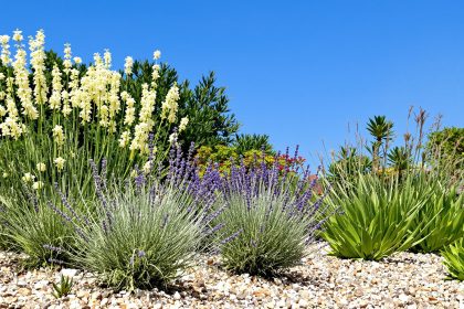 Jardin_méditerranéen_ensoleillé