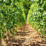 jardin_plants_de_tomates