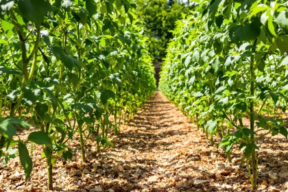 jardin_plants_de_tomates