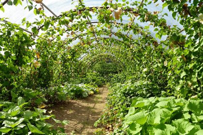 jardin_potager_couverture_naturelle