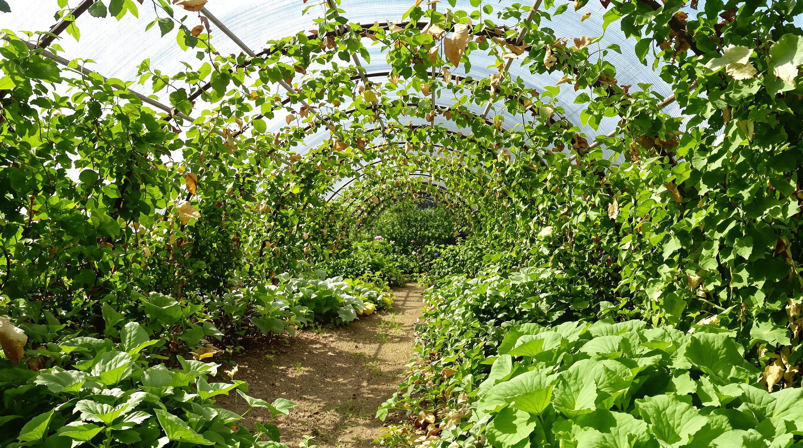 jardin_potager_couverture_naturelle