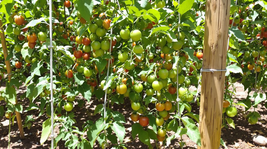 jardin_tomates_tuteurs_bambou