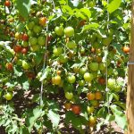 jardin_tomates_tuteurs_bambou