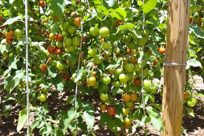 jardin_tomates_tuteurs_bambou