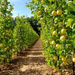 Jardinage_pommes_de_terre_lumineux
