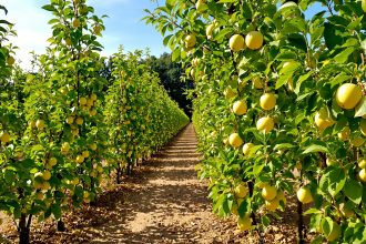 Jardinage_pommes_de_terre_lumineux