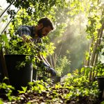 Jardinier_tomates_potager