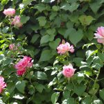 JardinRosierRhubarbeScene