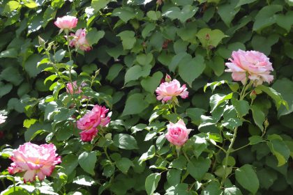 JardinRosierRhubarbeScene