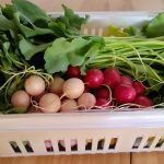 Panier_Légumes_Printemps