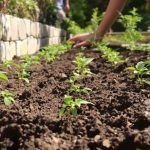 plantation_tomates_jardin_clair