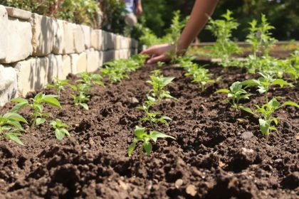 plantation_tomates_jardin_clair