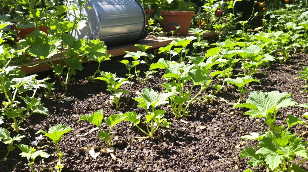 potager_courgettes_soleil