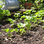 potager_courgettes_soleil
