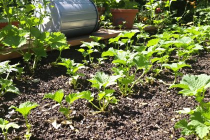 potager_courgettes_soleil